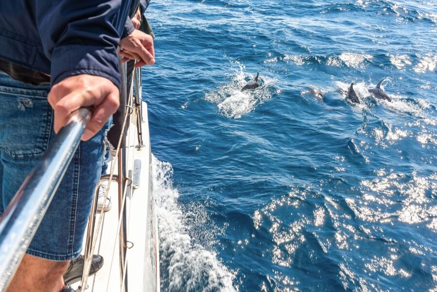 From Funchal: Madeira Dolphin and Whale Watching Tour - Key Things I’d Prioritize on This Madeira Dolphin and Whale Tour