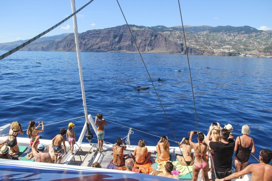 From Funchal: Madeira Dolphin and Whale Watching Tour - Seasided Views and the Return to Funchal: What You’ll Enjoy on the Way Back