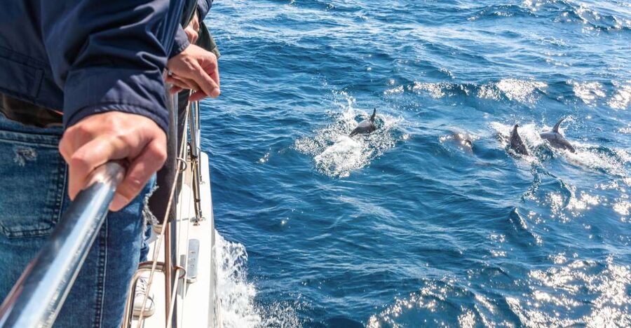 From Funchal: Madeira Dolphin and Whale Watching Tour - Madeira’s South Coast, From the Water: Why This Tour Feels Different
