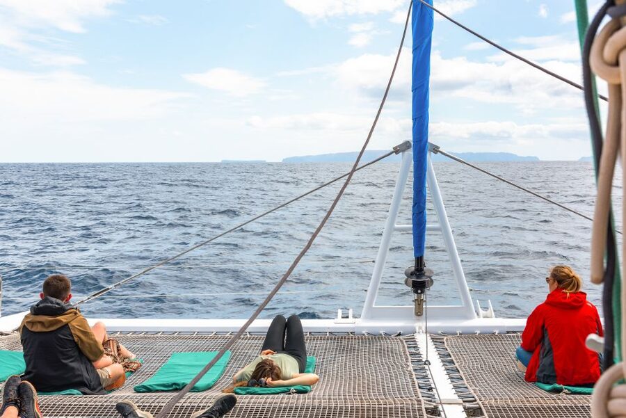 From Funchal: Madeira Dolphin and Whale Watching Tour - Dolphin and Whale Spotting in Real Time: What You Should Expect to See