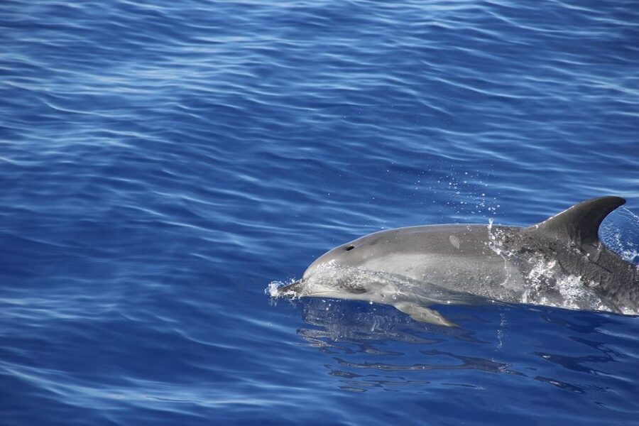 From Funchal: Madeira Dolphin and Whale Watching Tour - What’s Included, What Costs Extra, and How to Plan Your Onboard Spending