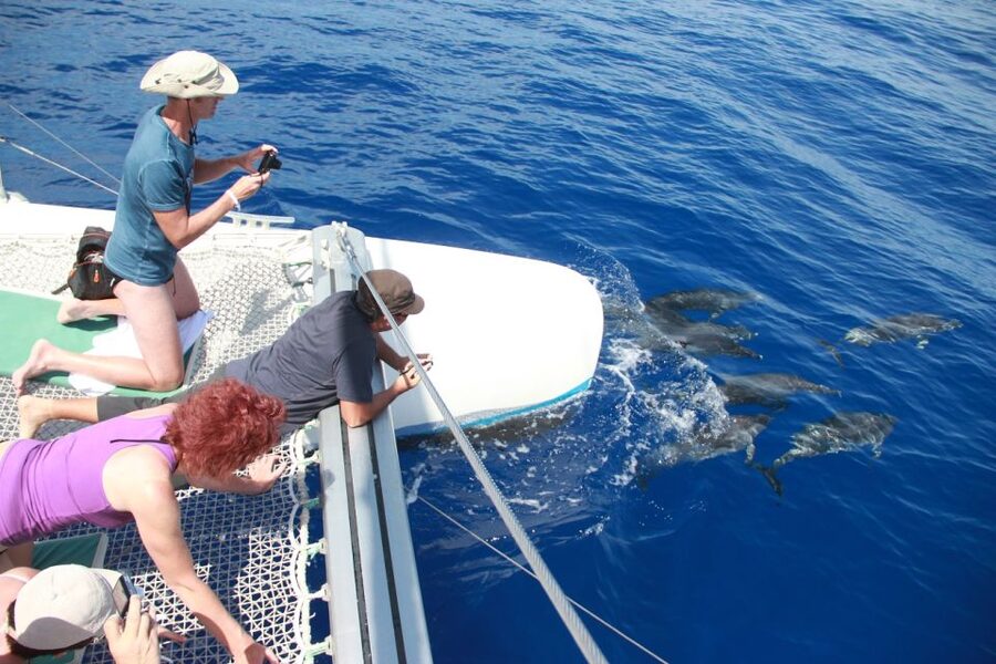 From Funchal: Madeira Dolphin and Whale Watching Tour - What to Pack for a 3-Hour Sea Day Off Madeira
