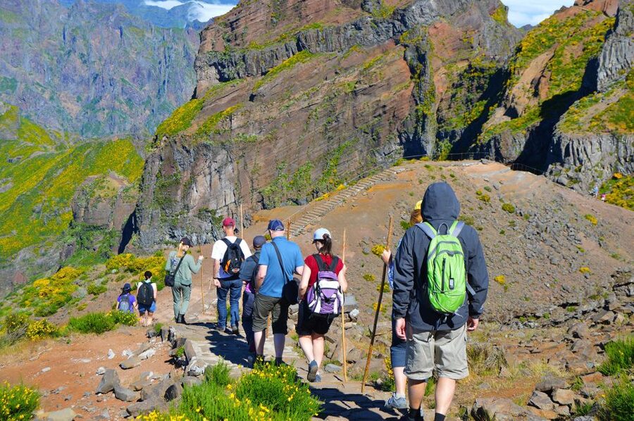 From Funchal: Madeira Peaks Mountain Walk - Old heather forest near Pico Ruivo, and the plant details that slow you down