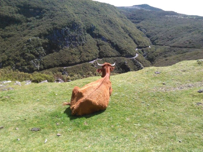 From Funchal: West Madeira and Laurel Forest Day Trip - Meeting your guide in Funchal, and what the road feels like