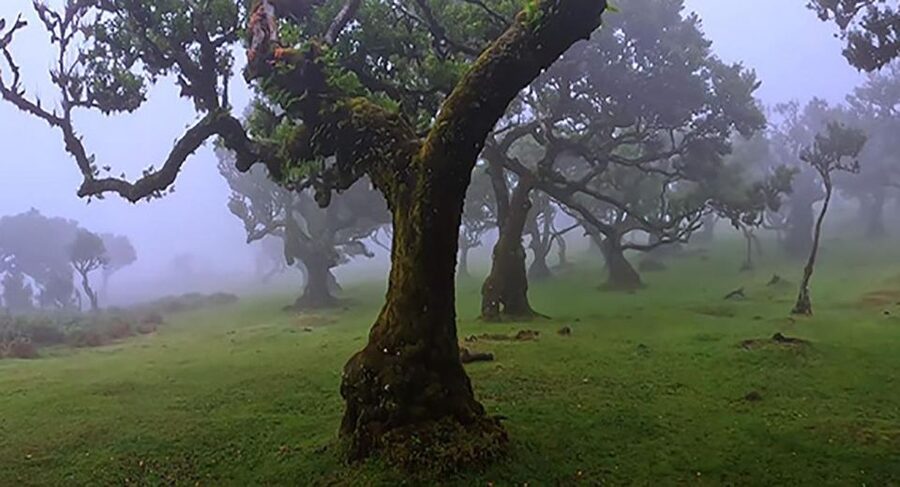 From Funchal: West Madeira Waterfalls and Fanal Forest Tour - Pickup, pacing, and the minibus reality check