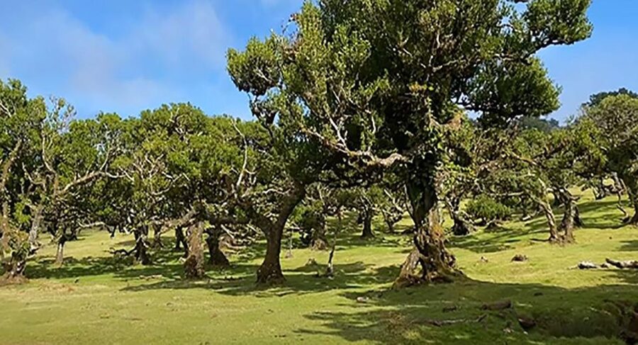 From Funchal: West Madeira Waterfalls and Fanal Forest Tour - North Coast waterfalls and São Vicente, the “white houses” pause
