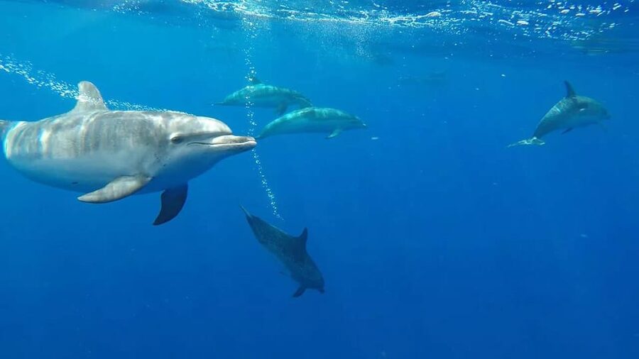 From Funchal: Whale and Dolphin Watching - Getting there in Funchal: the meeting point that trips people up