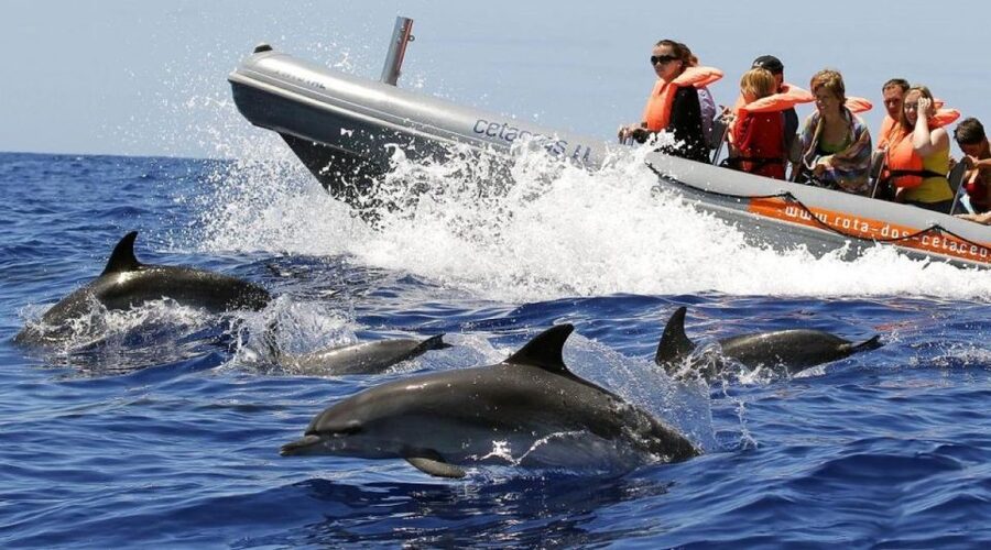 From Funchal: Whale and Dolphin Watching - Marine biologists on board: the difference between seeing and understanding