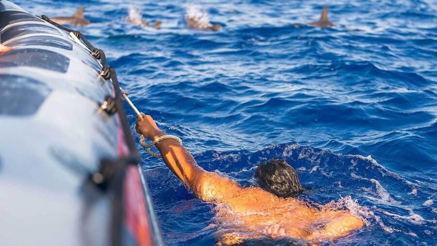 From Funchal: Whale and Dolphin Watching - What you might see: common dolphin moments and whale surprises