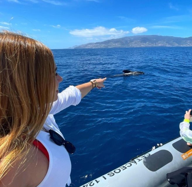 From Funchal: Whale and Dolphin Watching - Swimming with dolphins: when it happens and how to handle it