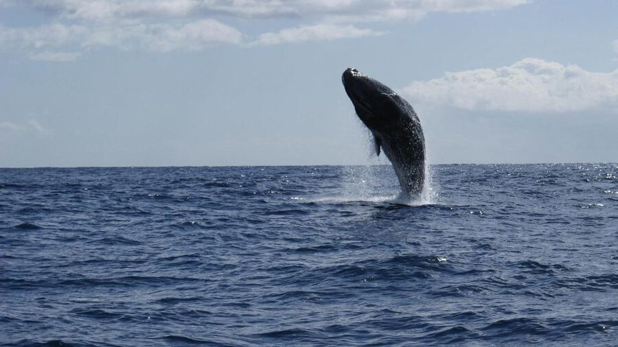 From Funchal: Whale and Dolphin Watching - Duration and pacing: how 2.5 hours tends to feel