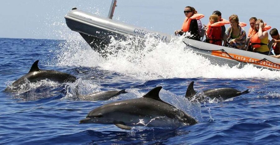From Funchal: Whale and Dolphin Watching - The boat ride: what the fast RHIB style feels like