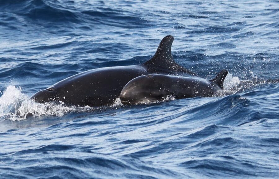 From Funchal: Whales and Dolphin Adventure Tour - Should you book this whale and dolphin adventure from Funchal?