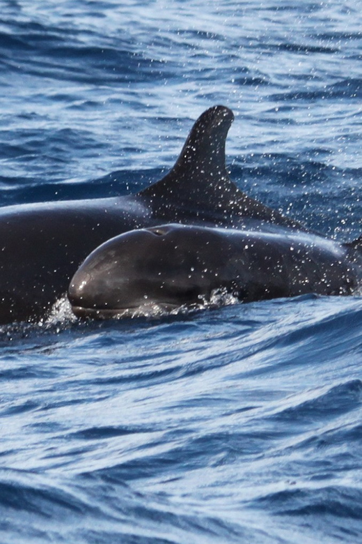 From Funchal: Whales and Dolphin Adventure Tour - Blue Safari Madeira: Finding the boat and what you start with
