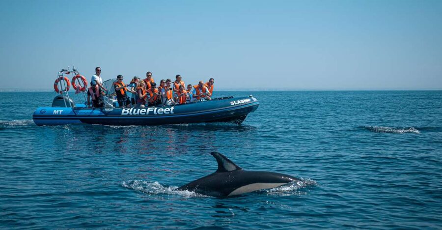 From Lagos: Dolphin Watching Boat Trip w/Marine Biologists - Key Things I’d Prioritize on This Dolphin Tour