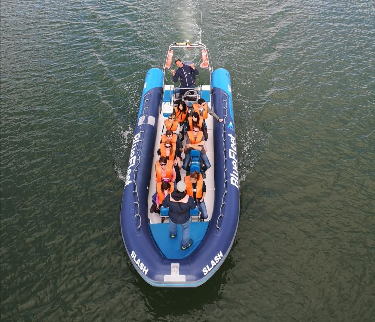 From Lagos: Dolphin Watching Boat Trip w/Marine Biologists - Price and Value: Why $42 Feels Fair Here