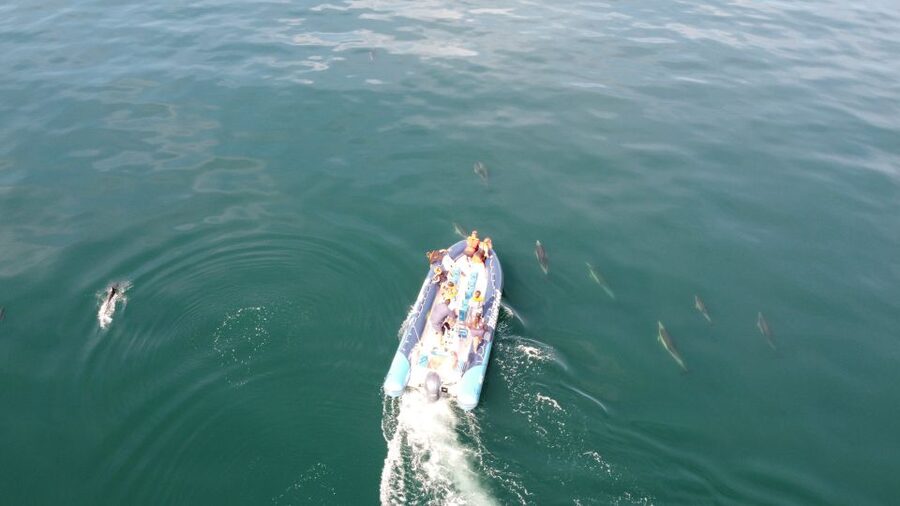 From Lagos: Dolphin Watching Boat Trip w/Marine Biologists - Ethical Dolphin Watching Rules You Can Feel in How They Run It