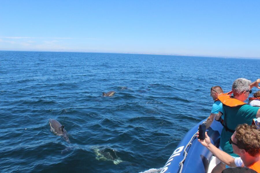 From Lagos: Dolphin Watching Boat Trip w/Marine Biologists - What Happens During the 90 Minutes at Sea