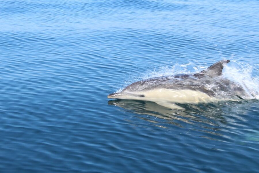 From Lagos: Dolphin Watching Boat Trip w/Marine Biologists - The Dolphin Sightings You Can Actually Expect (Without Guarantees)