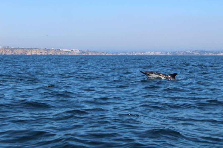 From Lagos: Dolphin Watching Boat Trip w/Marine Biologists - When Weather Makes It Tricky, You Still Get a Real Plan