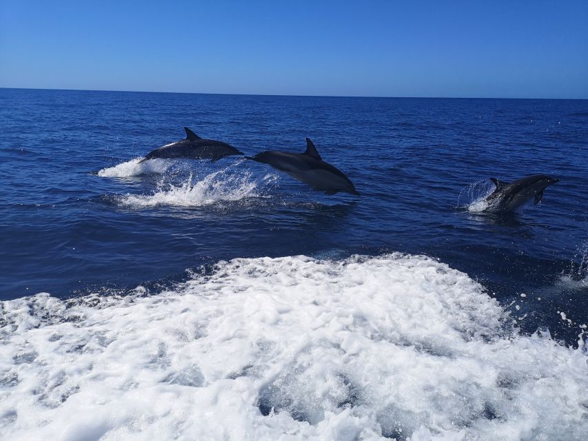 From Lagos: Dolphin Watching Boat Trip w/Marine Biologists - Comfort Tips That Improve Your Chances of Enjoying the Ride