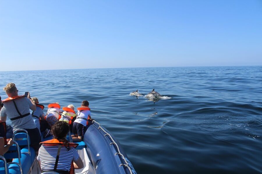 From Lagos: Dolphin Watching Boat Trip w/Marine Biologists - The Fast RIB That Actually Helps You Find Dolphins