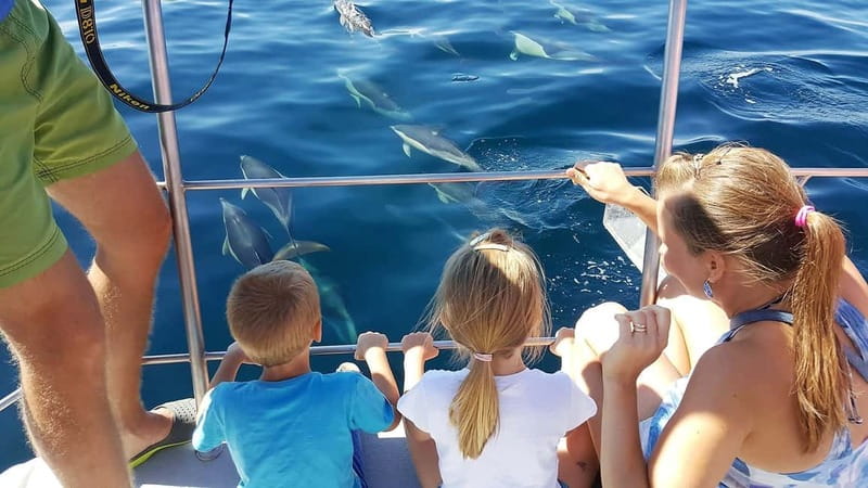 From Lagos: Dolphin Watching Catamaran Cruise - Lagos by catamaran: what 1.5 hours really gives you