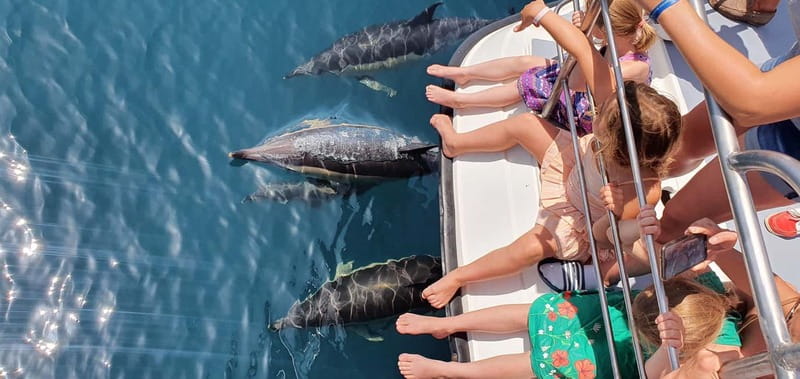 From Lagos: Dolphin Watching Catamaran Cruise - The route along the Algarve: Pintadinho, Paradise, and Carvoeiro from sea level