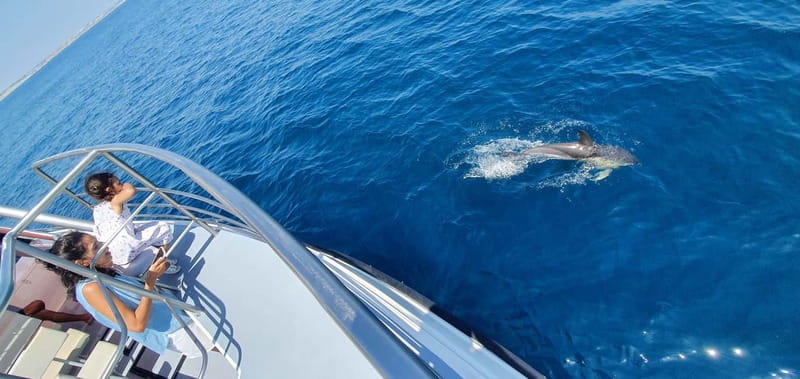 From Lagos: Dolphin Watching Catamaran Cruise - Dolphin watching: how to set expectations and maximize chances