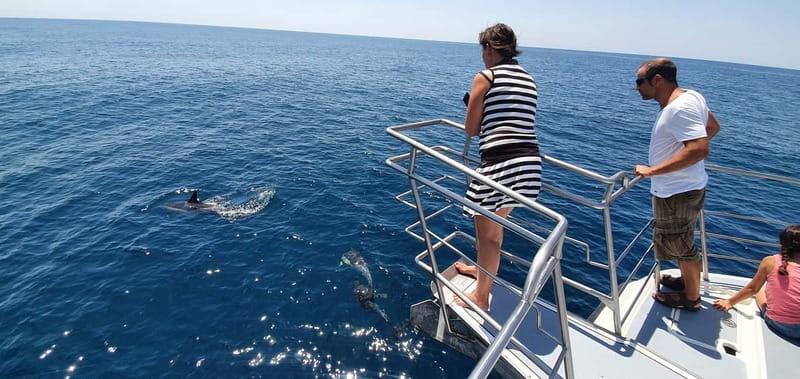 From Lagos: Dolphin Watching Catamaran Cruise - Swim stop near Benagil: great bonus, bring the right gear