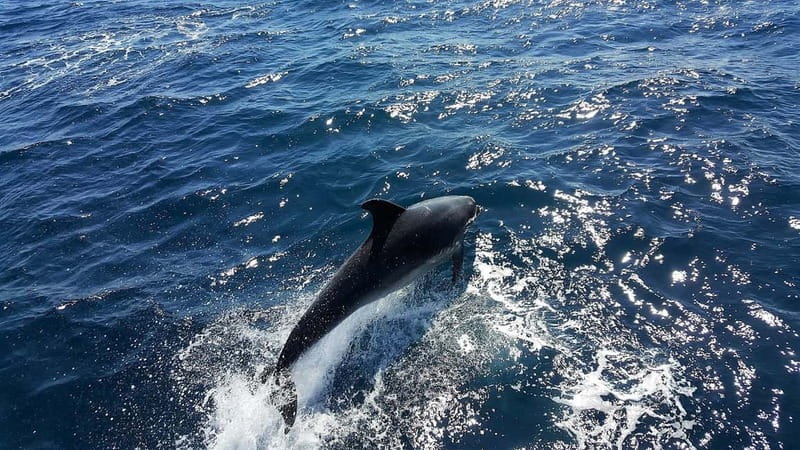From Lagos: Dolphin Watching Catamaran Cruise - Where you meet at Marina de Lagos and how to arrive ready