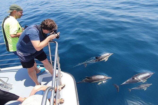 From Lagos: Dolphin Watching Cruise on a Catamaran - The Catamaran That Actually Helps You See Dolphins (Bow Platforms, Shade, Access)
