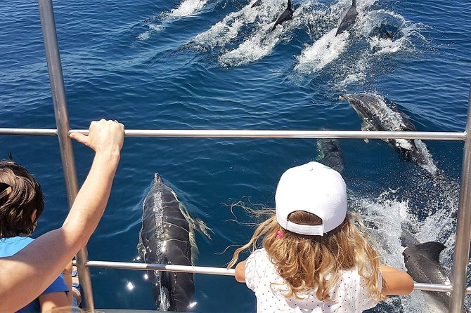 From Lagos: Dolphin Watching Cruise on a Catamaran - Dolphins and Whales: What You Can Expect, What You Should Not Promise