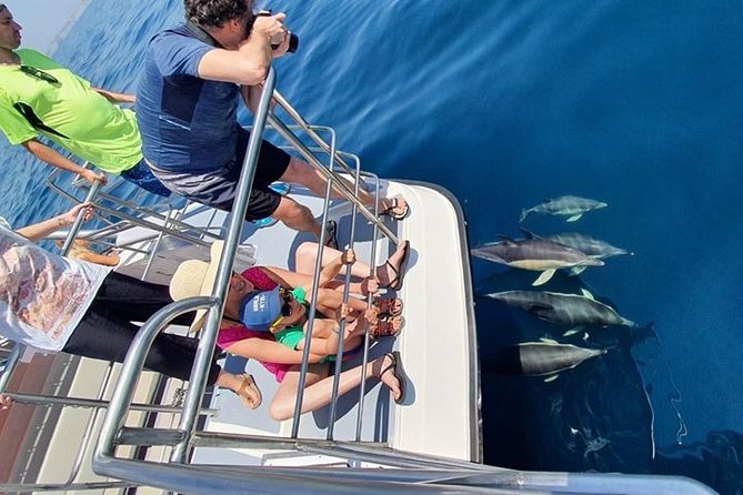 From Lagos: Dolphin Watching Cruise on a Catamaran - Weather, Waves, and Seasickness: The Part You Should Plan For