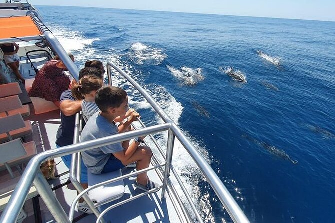 From Lagos: Dolphin Watching Cruise on a Catamaran - Who Should Book This Dolphin Watching Cruise