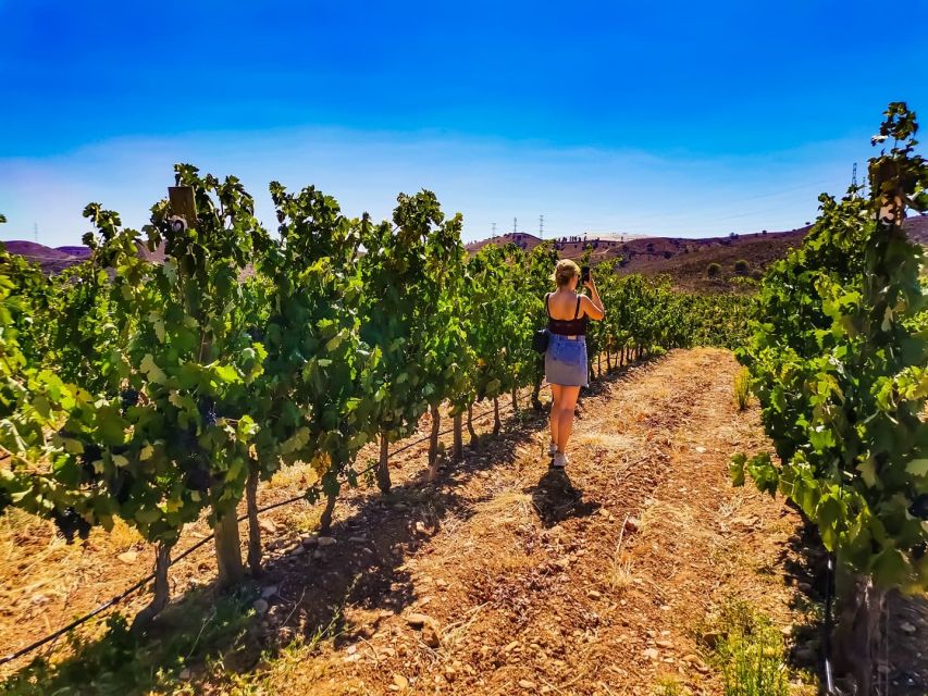 From Lagos: Small-Group 4-Hour Wine Tasting Tour - Transportation and timing: how to plan your day in Lagos