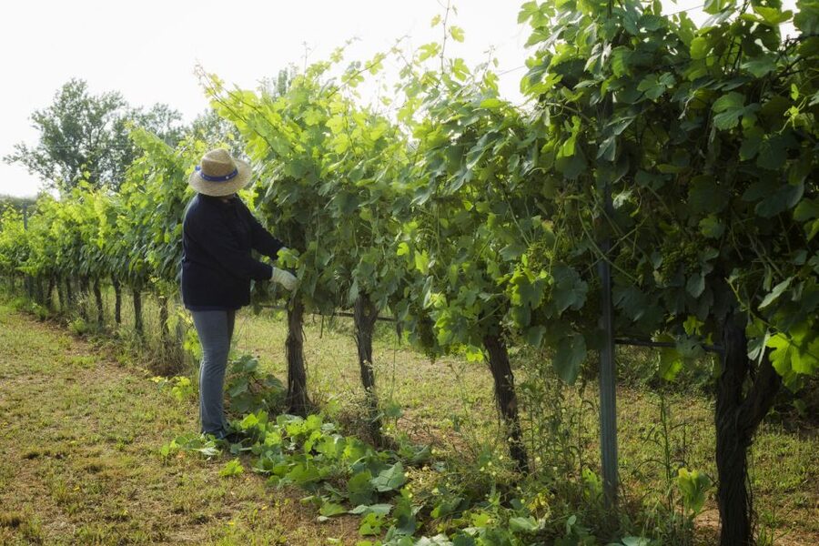 From Lisbon: Évora Wine & Heritage Tour - Price and logistics: is $100 good value for this kind of day?
