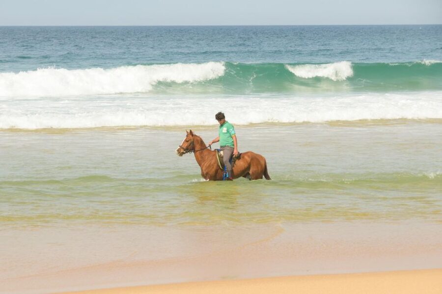 From Lisbon: Horseback Riding on Comporta Beach - Riding the Lusitano and other calm breeds: beginner-friendly, but still active