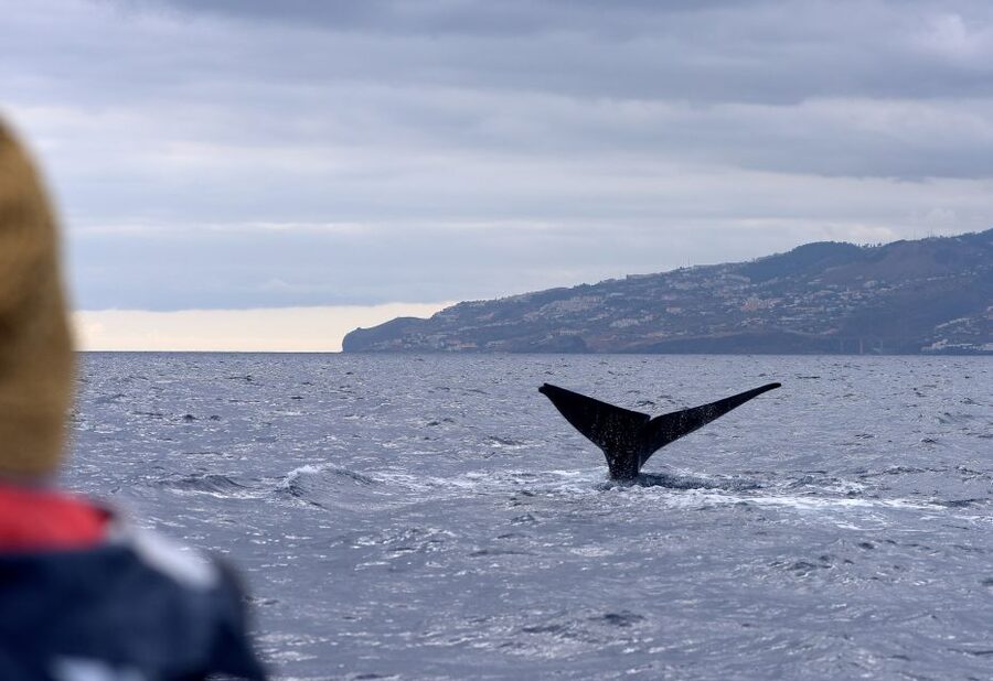 From Machico: Madeira Whale and Dolphin Watching Boat Tour - Key highlights to know before you go
