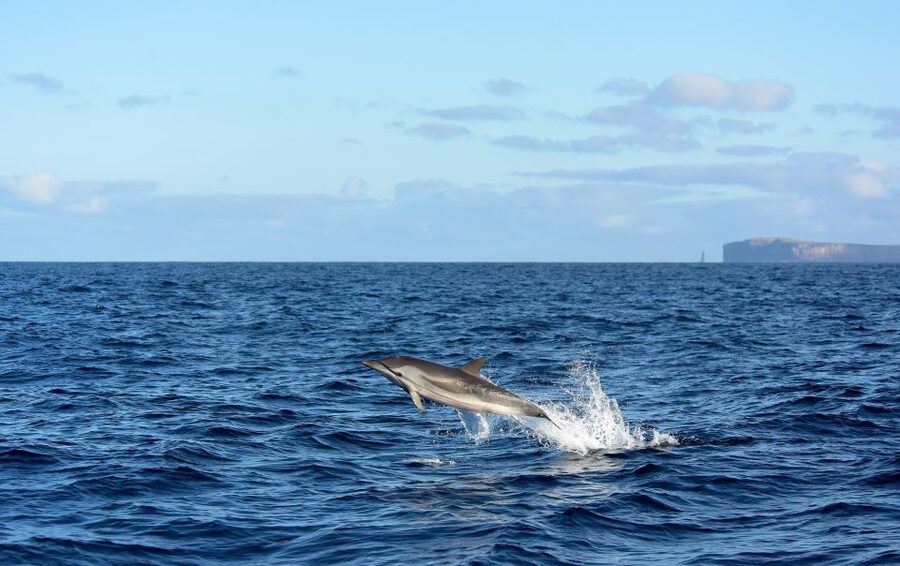 From Machico: Madeira Whale and Dolphin Watching Boat Tour - Madeira from the water, and why Machico works