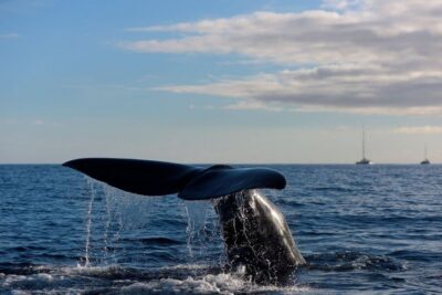 From Machico: Madeira Whale and Dolphin Watching Boat Tour