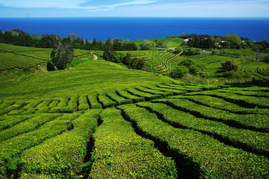 From Ponta Delgada: Lagoa do Fogo & Hot Springs Day Trip - Gorreana Tea Factory: Portugal’s oldest tea plantation in practical, real terms