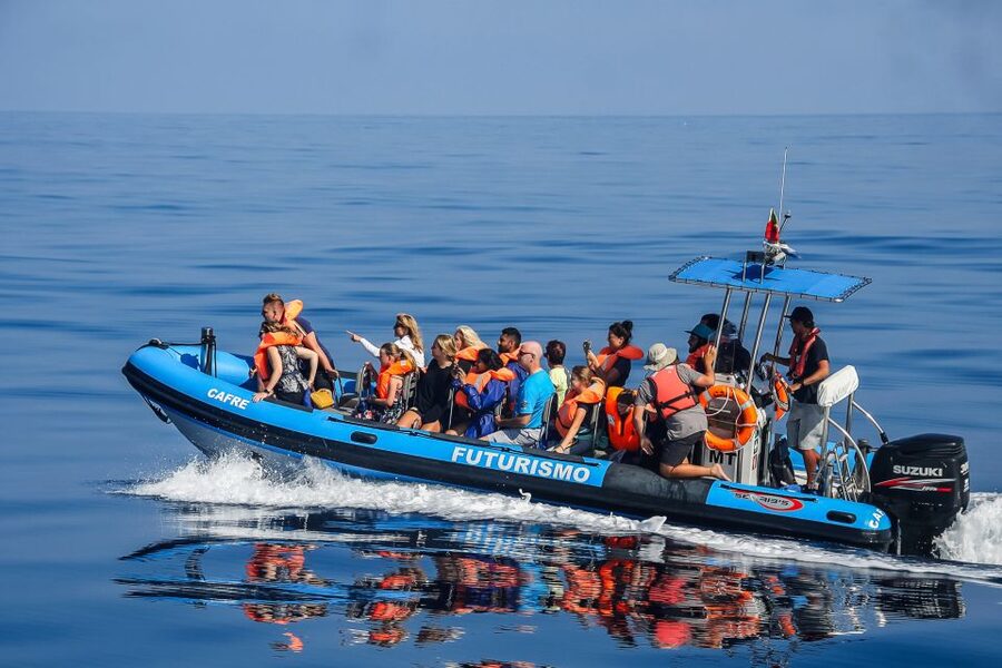 From Ponta Delgada: Whale and Dolphin Watching Trip - Key highlights you will care about