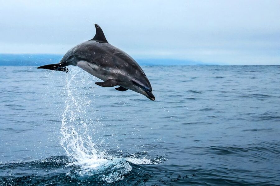 From Ponta Delgada: Whale and Dolphin Watching Trip - Price Value: Is $82 a Good Deal for Ponta Delgada?