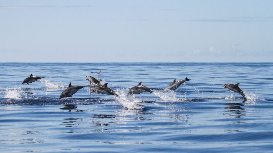 From Ponta Delgada: Whale and Dolphin Watching Trip - Ponta Delgada, the Azores, and Why This Cruise Feels Worth the Wait