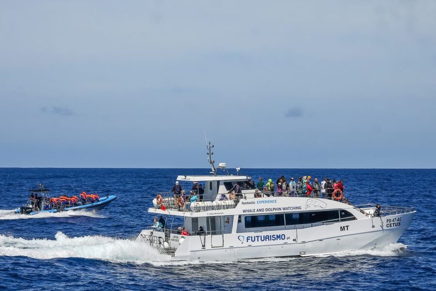 From Ponta Delgada: Whale and Dolphin Watching Trip - The Marine Biologist on Board: What You Learn While You Watch