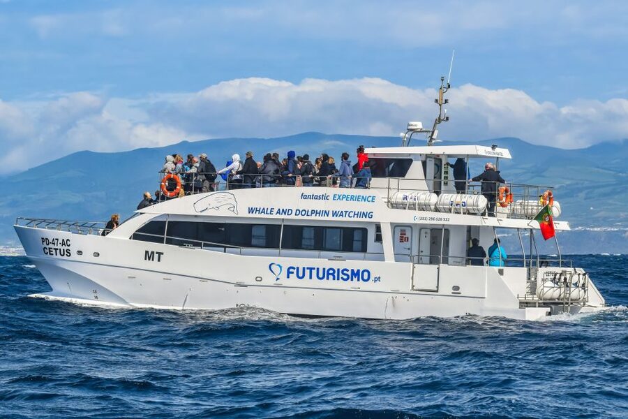 From Ponta Delgada: Whale and Dolphin Watching Trip - Species You Might Spot in the Azores, by Season and by Luck