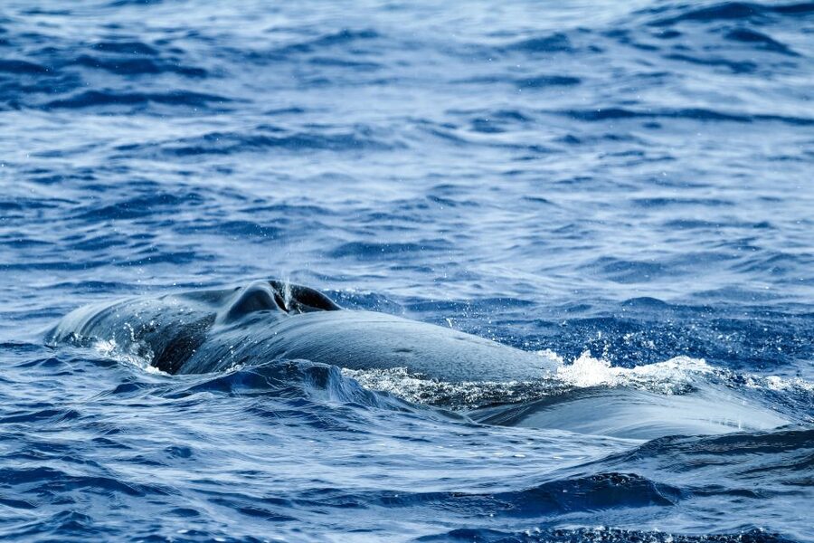From Ponta Delgada: Whale and Dolphin Watching Trip - Catamaran vs Zodiac: How the Boat Choice Changes the Day