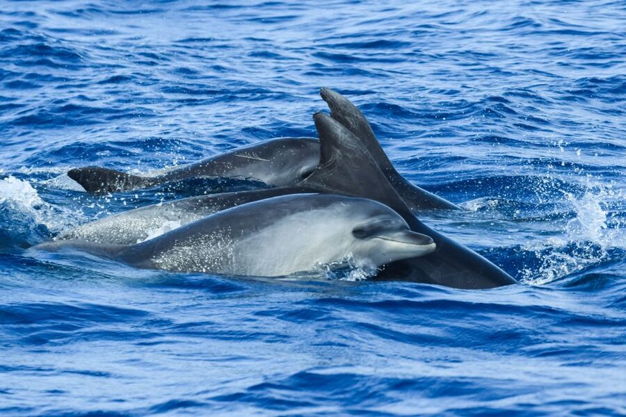 From Ponta Delgada: Whale and Dolphin Watching Trip - How Ethical Whale Watching Looks in Real Life