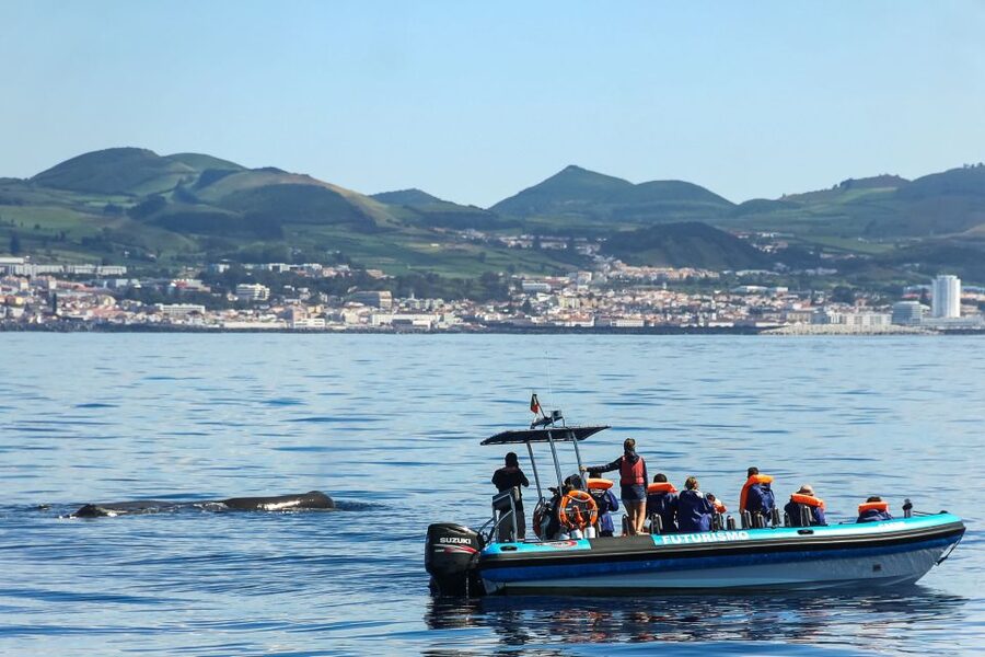 From Ponta Delgada: Whale and Dolphin Watching Trip - What’s Included, What’s Not, and What You Should Plan Around